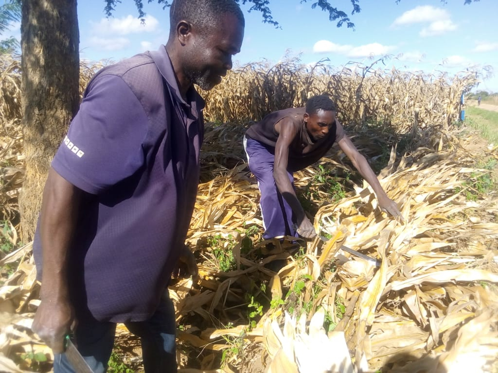 Ronald and fellow Tiyeni farmers evaluating the yields together