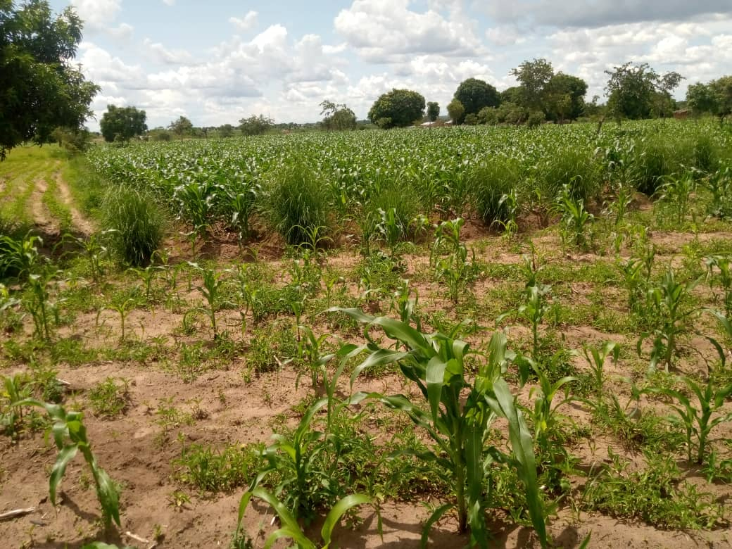 Fields in Manyamula showing conventional planting in the foreground and deep bed uniform growth further back.