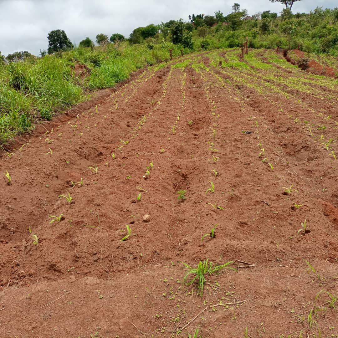 Maize germinating on deep beds belonging to Petros in Chitheka.