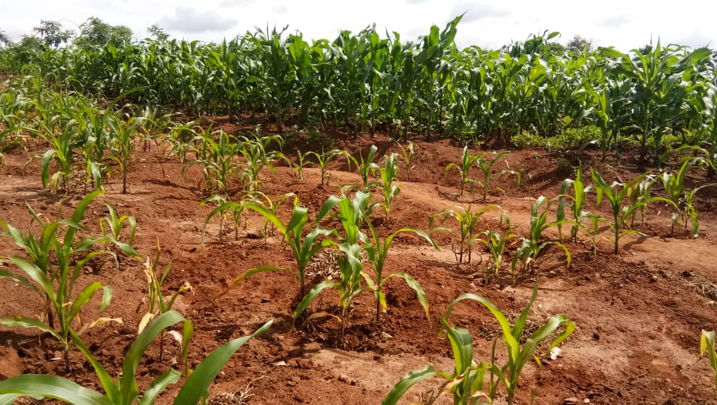 This photo shows pit planting in the foreground and Deep Beds in the background, all belonging to one farmer. The farmer has been impressed with the performance of Deep Bed Farming and plans to extend his field soon after harvesting. 