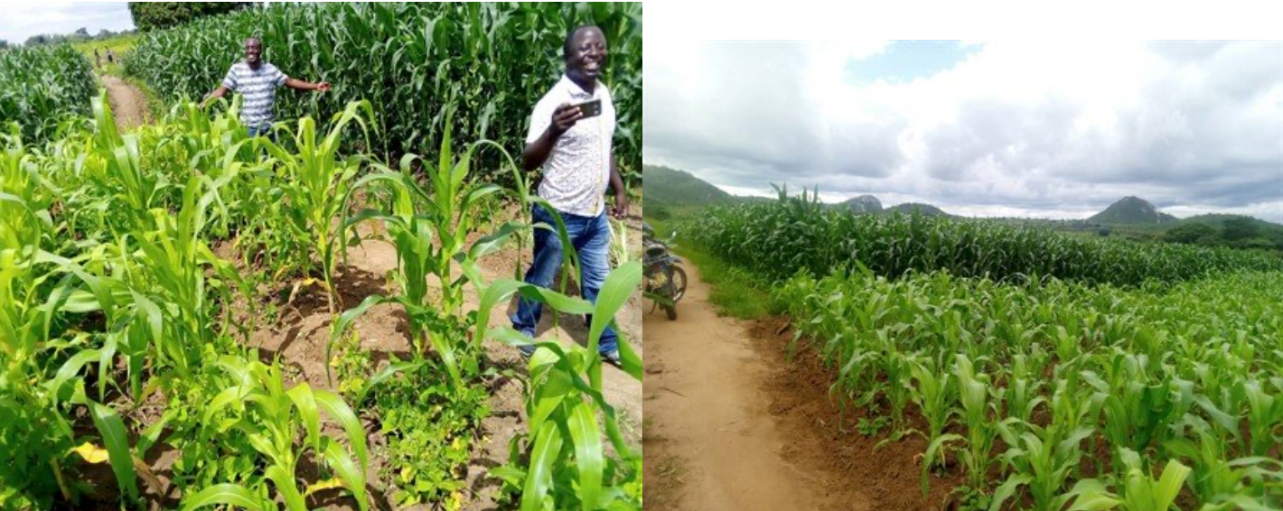 Traditional maize farming methods compared to to crops grown with our Deep Bed methods