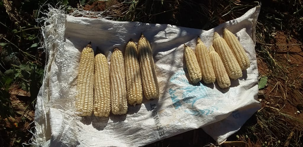 Maize cobs grown with Deep Bed farming on the left, and grown on conventional ridges on the right