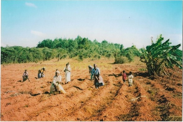 Ridge and furrow farming in 2004