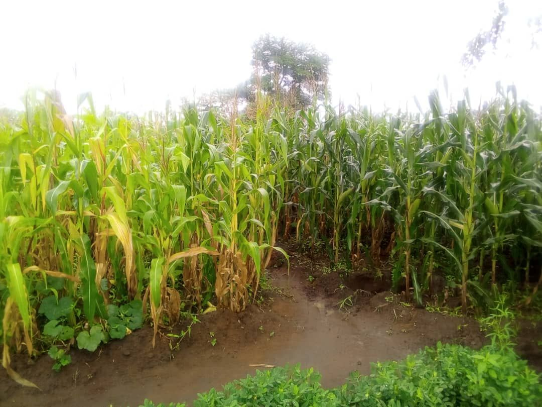This image shows crops from traditional farming methods (left), next to crops grown with our Deep Bed method (right).  The Tiyeni crops are healthier and darker green. These results are repeated routinely, across a variety of slopes and soils.