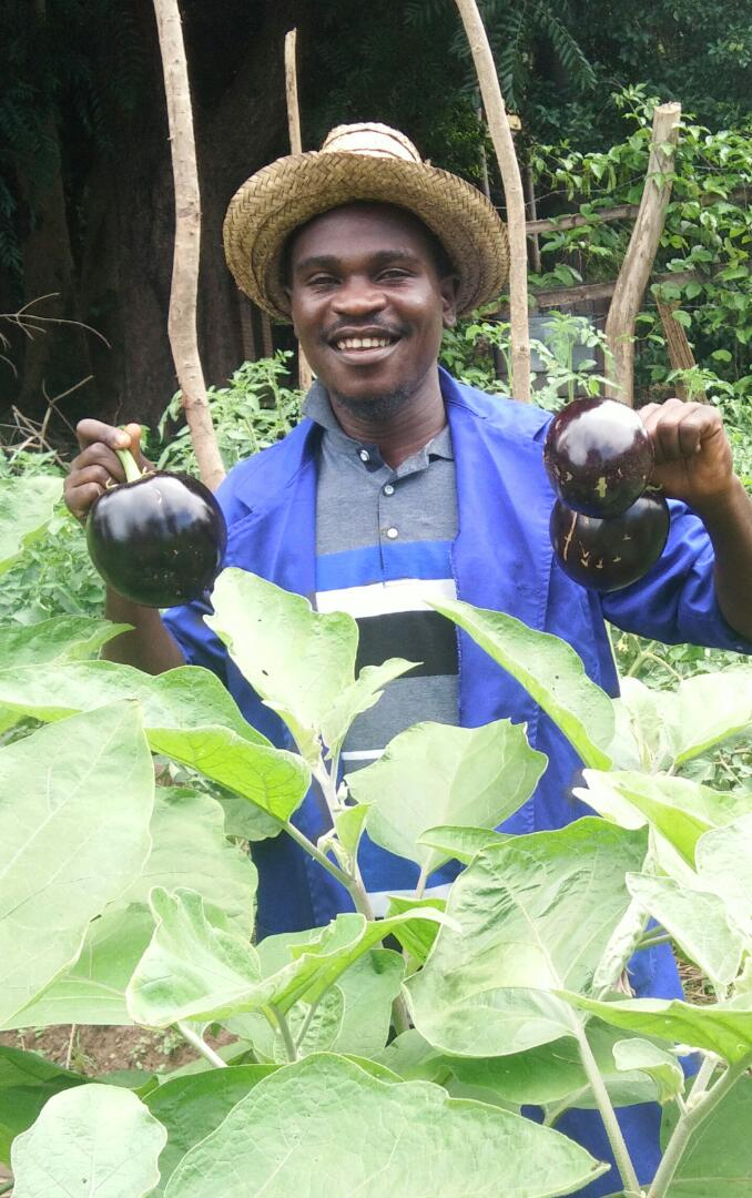 Harvesting egg plants from his Deep Beds. These are for home consumption and selling, to provide for his household. 