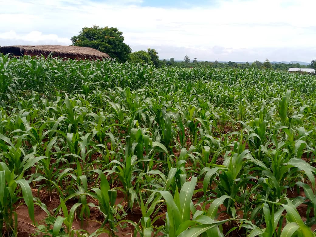 Despite the recent devastating floods in some areas, there are also very good crops in other areas where there was no flooding and many are very happy with their strong crops.