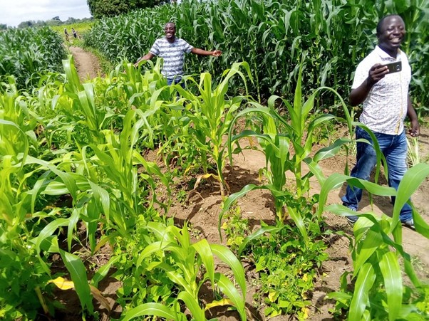 Godfrey Kumwenda (Training Manager) holding the camera and Manyamula Field Officer, Timothy Moyo, showing a huge contrast between Tiyeni’s Deep Bed maize (right) and the plants grown on traditional ridges (front left).