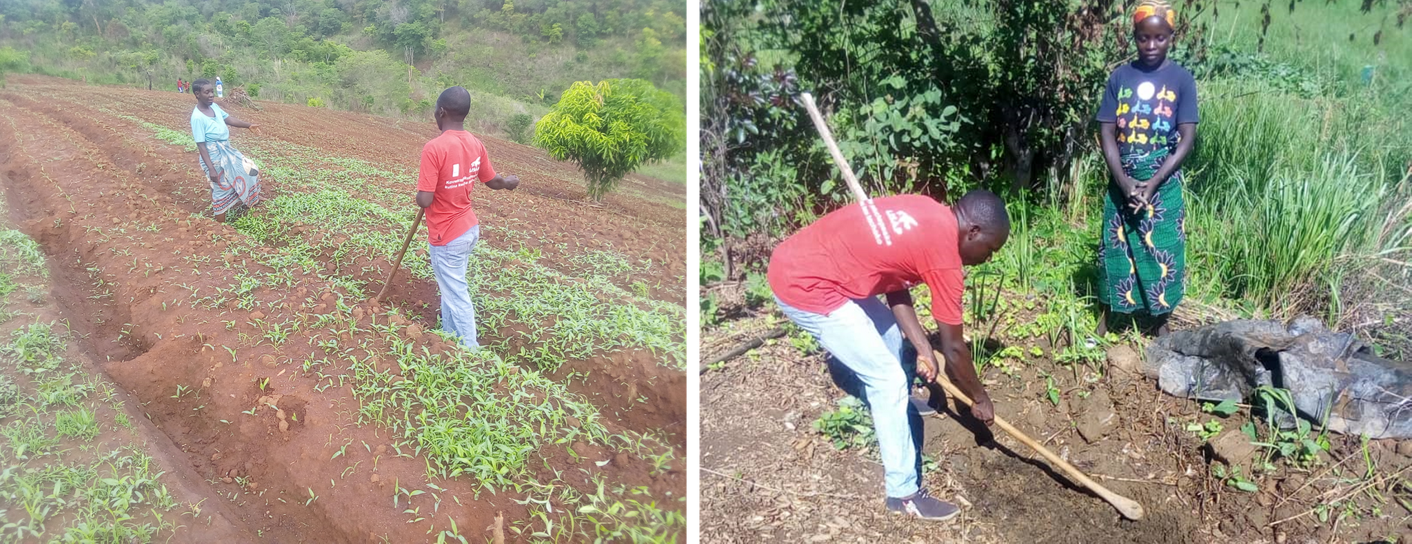 Tiyeni Intern Mr Isaac Silamoyo teaching Maida Chirwa weeding in a DBF field (left) and compost techniques (right)