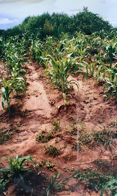 The ridge and furrow system>