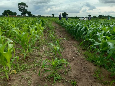 The healthier rich dark green crops on the right were grown with Deep Bed Farming>