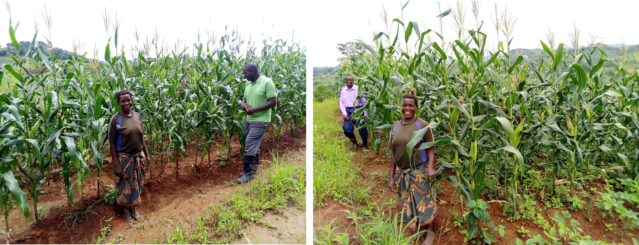Rachel Manda vowed to expand her 0.1ha of DBF and is amazed with the maize in her field 